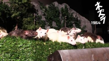 『ネズラ1964』シアターカフェ（名古屋）で9月18～26日