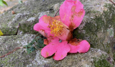 向井山朋子「『KUMANO』（熊野）」愛知県芸術劇場で10月22、23日