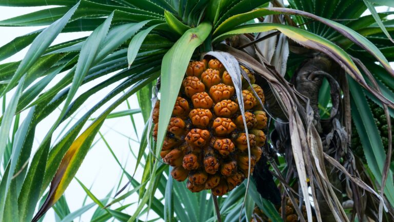 田中一村展 2026年開催│OutermostNAGOYA 名古屋×アート,美術(展覧会